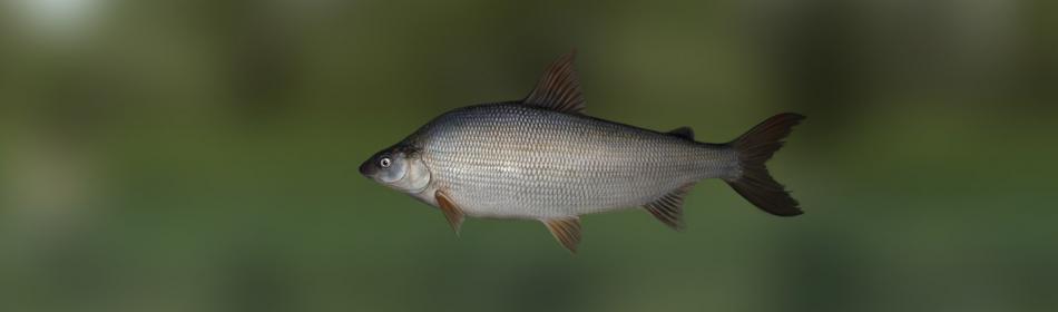 Coregonus poisson blanc