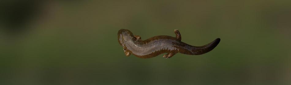 Salamandre géante