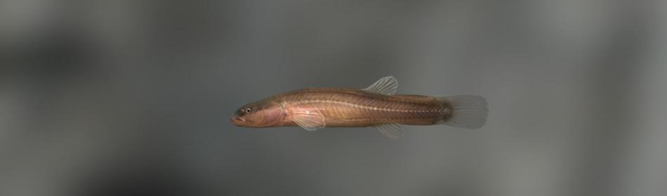 Spring cavefish
