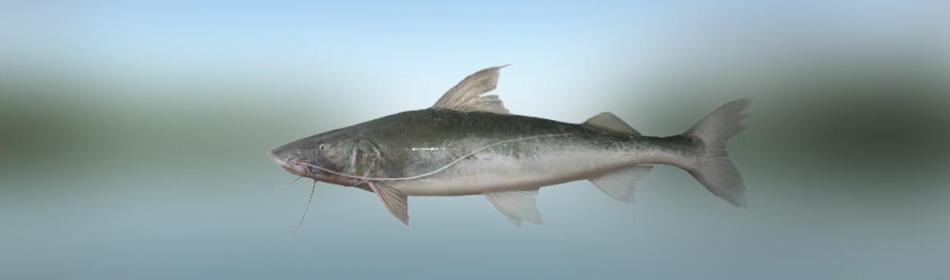 Kumakuma catfish