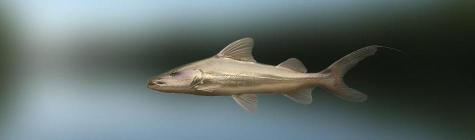 Gilded catfish