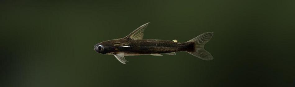 Driftwood Catfish