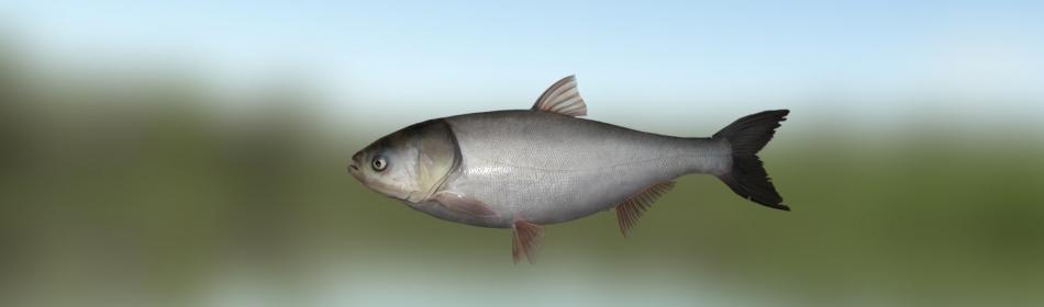 Silver carp