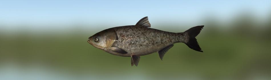 Bighead carp