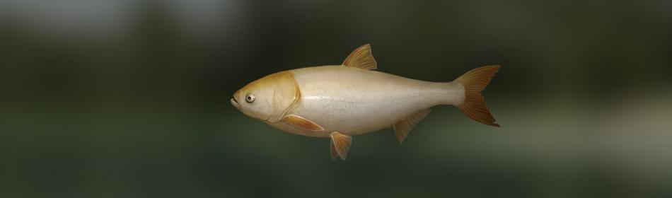 Gold silver carp