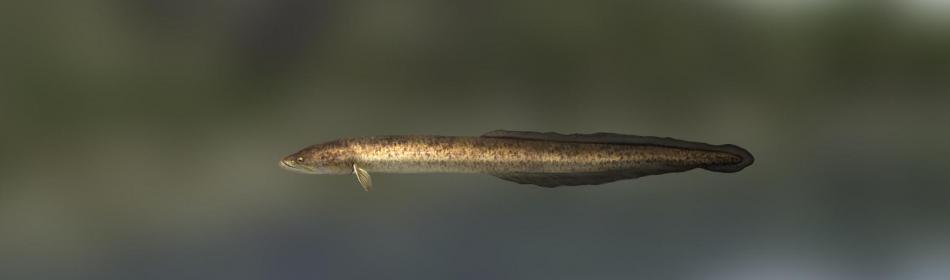 Giant mottled eel