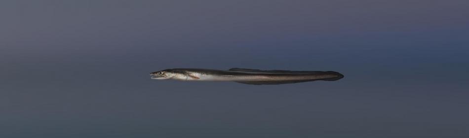 Pike eel