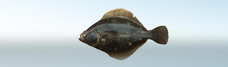 Barfin flounder