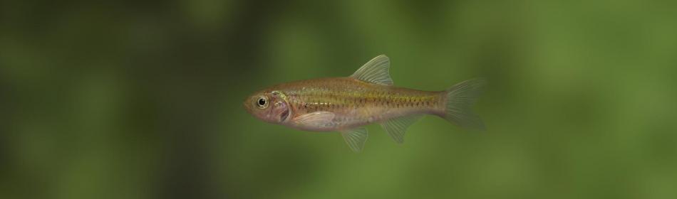Aphyocypris chinensis