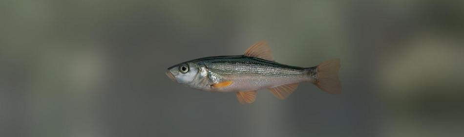 Silvery white fish
