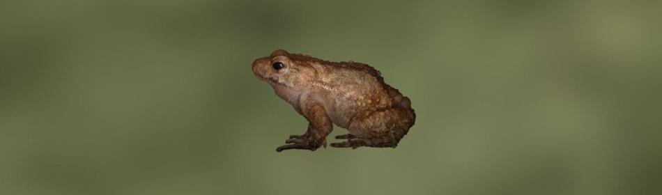 Korean water toad