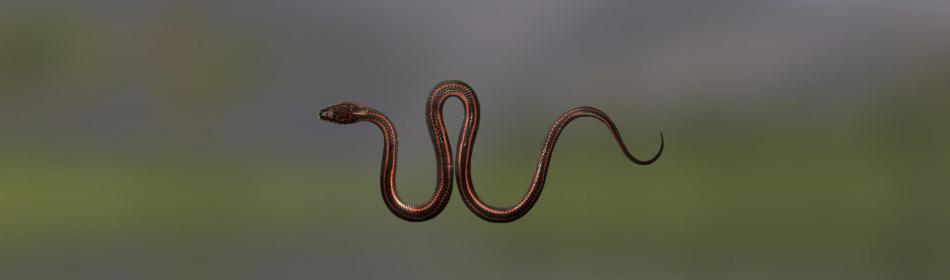 Змея радужная водная