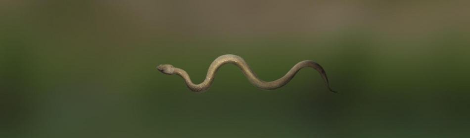 Змея водяная мокасиновая