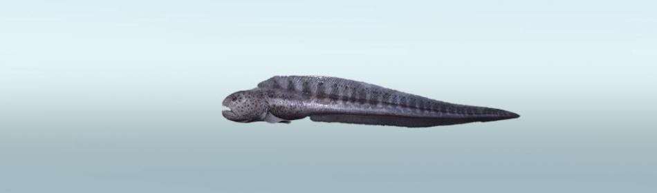 Anarrhichthys ocellatus