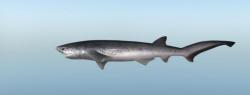 Broadnose sevengill shark