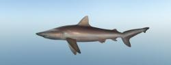 Copper shark