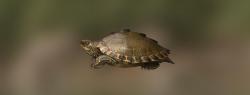 Черепаха горбатая Гиббонса