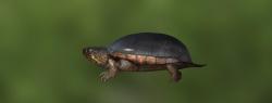 Черепаха иловая восточная