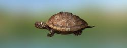 Черепаха пилоспинная