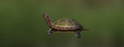 Черепаха расписная североамериканская