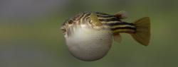 Globe fish