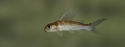Golden Nile Catfish