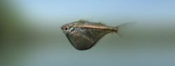Blackwing hatchetfish