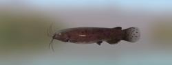 Electric catfish (Malapterurus electricus)