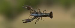 White-clawed crayfish