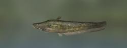 Chinese large-mouth catfish