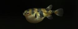 Banded puffer