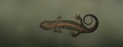 Chinese Warty Newt