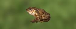 European toad