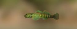Змеешейка зеленобокая