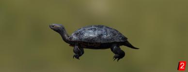 Черепаха балканская прудовая