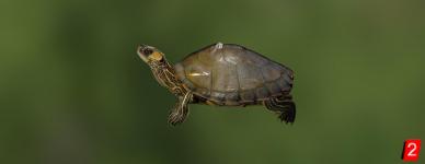 Alabama Schildkröte