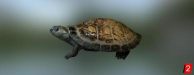 Six-Tubercled River Turtle