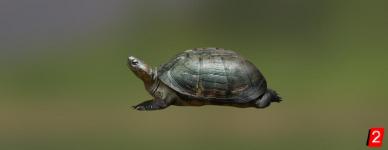 Weißbrust Schildkröte
