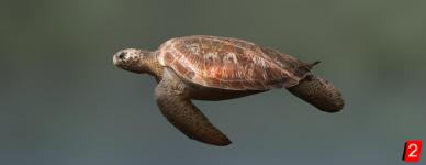 Черепаха бисса