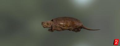 Черепаха большеголовая Грея