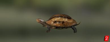 Черепаха четырехглазая