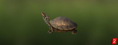 Nothern Map Turtle