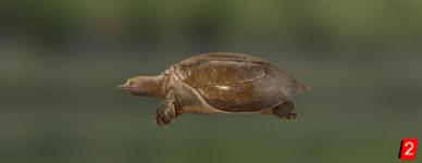 Черепаха хунаньская мягкотелая
