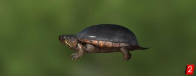 Pennsylvania-Klappschildkröte