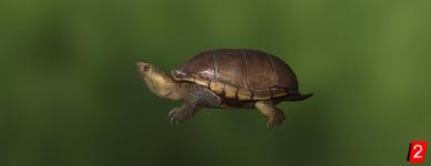 Schlammschildkröte