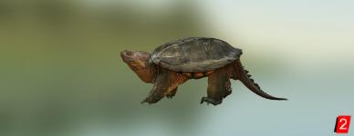 Черепаха каймановая