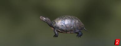 Yunnan Box Turtle