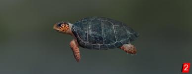 Черепаха морская головастая