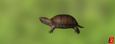 Stripe-Necked Musk Turtle
