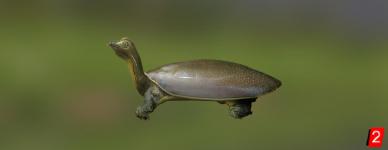 Черепаха нубийская лопастная